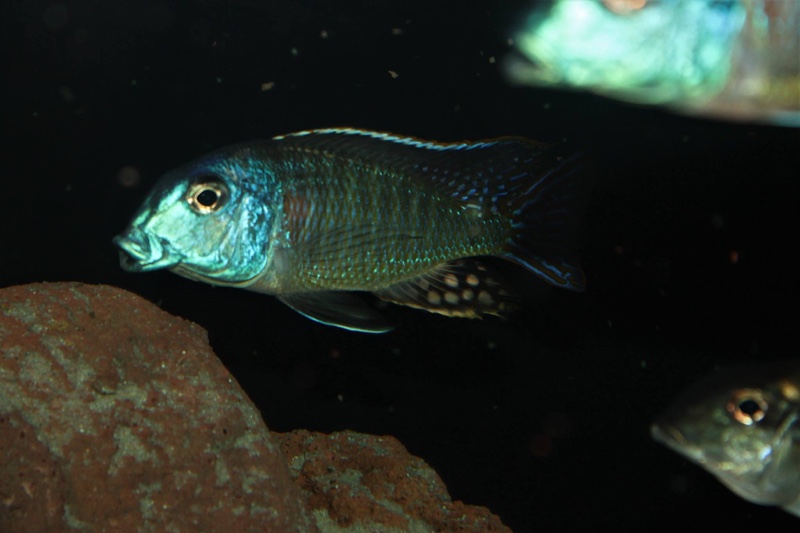 Tramitichromis cf. lituris 'Tanzania'